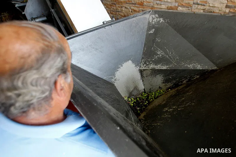 A Palestinian man sorts olives cleaned by a machine before pressing it to be made into oil at an olive press in the West Bank city of Beit Jala on October 27, 2016. Photo by Wisam Hashlamoun