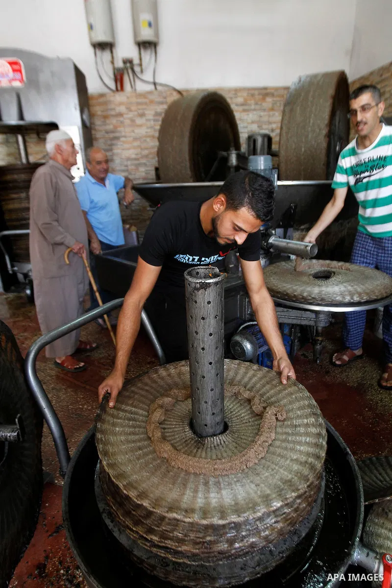 A Palestinian man carries a sheet of ground olives to be made into oil at an olive press in the West Bank city of Beit Jala on October 27, 2016. Photo by Wisam Hashlamoun