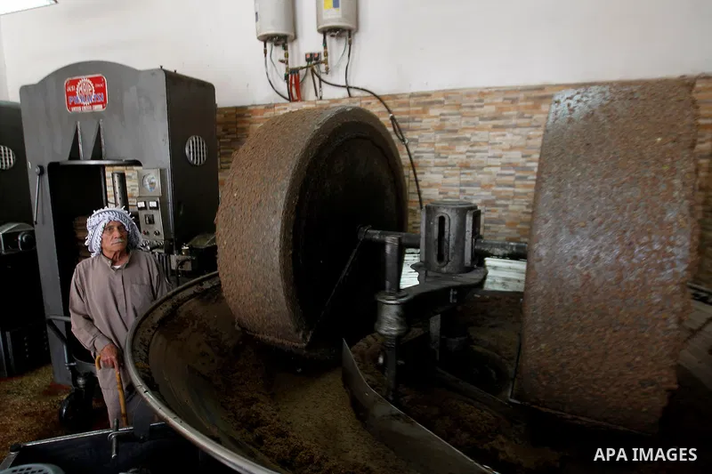 A Palestinian man sorts olives cleaned by a machine before pressing it to be made into oil at an olive press in the West Bank city of Beit Jala on October 27, 2016. Photo by Wisam Hashlamoun
