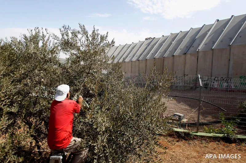 A Palestinian man picks olives during harvest season at his farm near the Israeli controversial separation wall in the West Bank city of Beit Jala on October 27, 2016. Photo by Wisam Hashlamoun