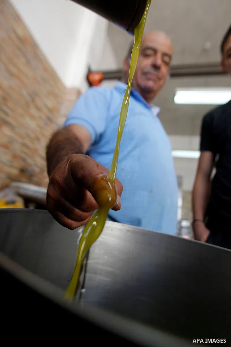 Fresh oil is seen at after crush olive at an olive press in the West bank city of Beit Jala on October 27, 2016. Photo by Wisam Hashlamoun