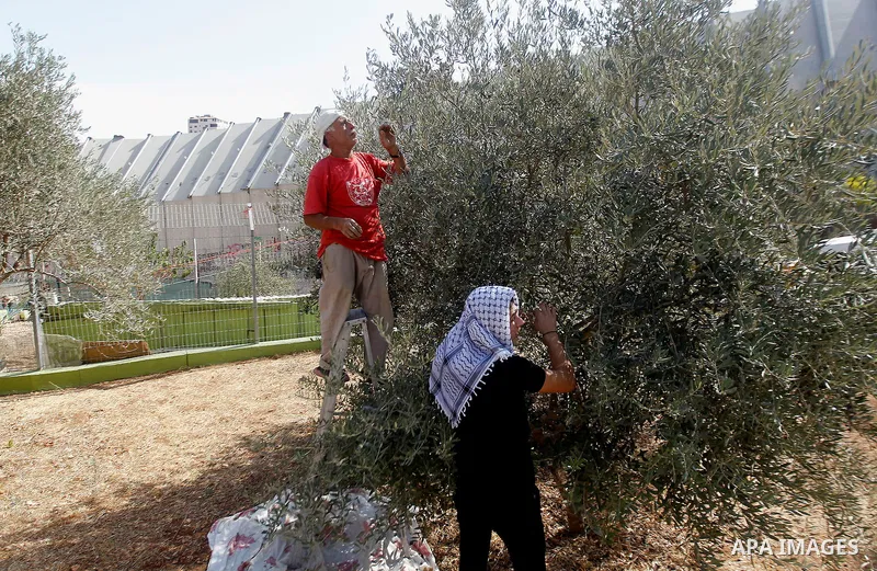 A Palestinian man picks olives during harvest season at his farm near the Israeli controversial separation wall in the West Bank city of Beit Jala on October 27, 2016. Photo by Wisam Hashlamoun