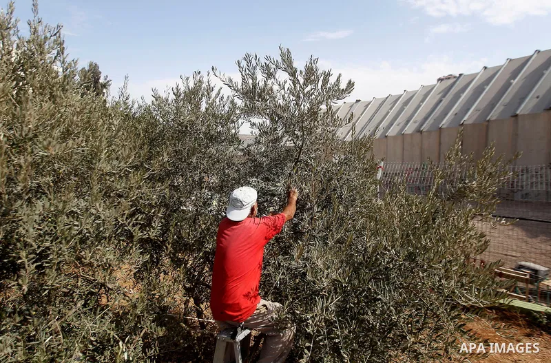 A Palestinian man picks olives during harvest season at his farm near the Israeli controversial separation wall in the West Bank city of Beit Jala on October 27, 2016. Photo by Wisam Hashlamoun