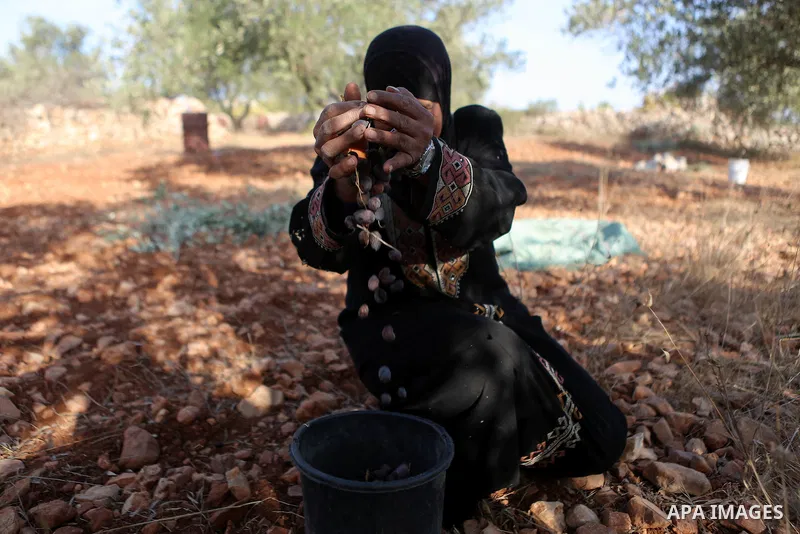 A Palestinian woman picks olives during harvest season at her farm near the Israeli controversial separation wall in the village of Biddu, north west of Jerusalem, on October 31, 2016. Photo by Shadi Hatem