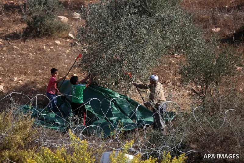 Palestinians pick olives during harvest season at their farm near the Israeli controversial separation wall in the village of Biddu, north west of Jerusalem, on October 31, 2016. Photo by Shadi Hatem
