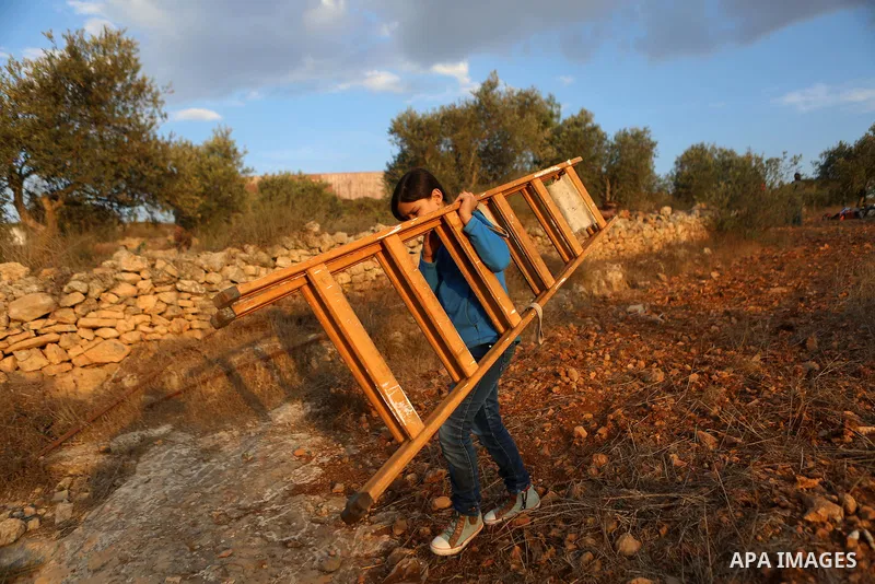 A Palestinian girl carries ladder during harvest season at a farm near the Israeli controversial separation wall in the village of Biddu, north west of Jerusalem, on October 31, 2016. Photo by Shadi Hatem
