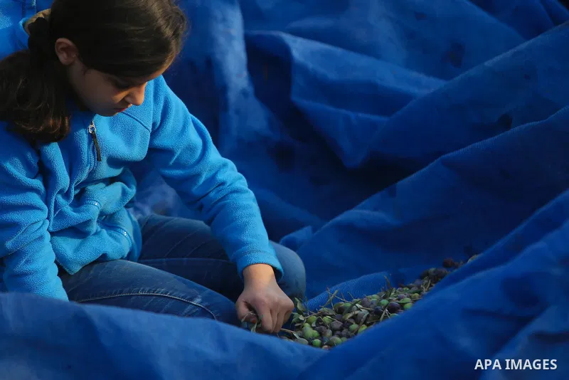 A Palestinian girl picks olives during harvest season at her farm near the Israeli controversial separation wall in the village of Biddu, north west of Jerusalem, on October 31, 2016. Photo by Shadi Hatem