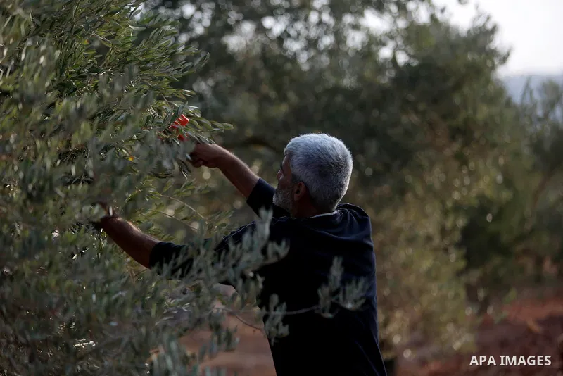 A Palestinian man picks olives during harvest season at his farm near the Israeli controversial separation wall in the village of Biddu, north west of Jerusalem, on October 31, 2016. Photo by Shadi Hatem