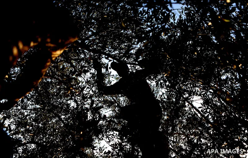 A Palestinian man picks olives during harvest season at his farm near the Israeli controversial separation wall in the village of Biddu, north west of Jerusalem, on October 31, 2016. Photo by Shadi Hatem
