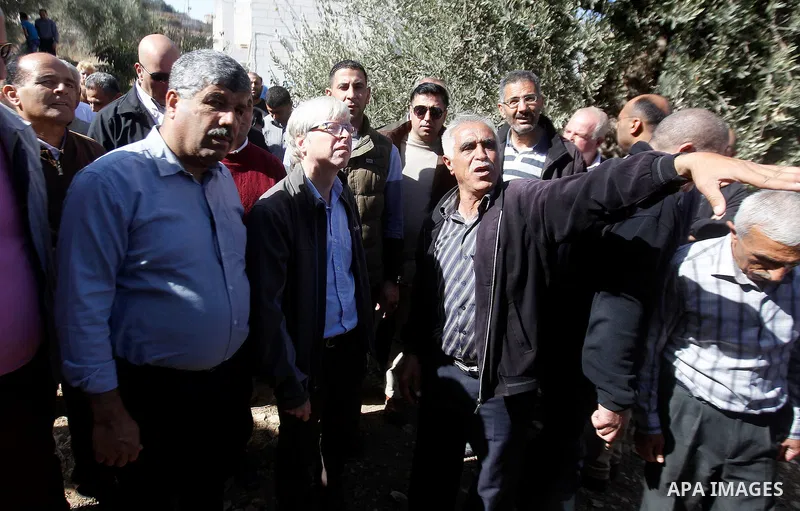 Deputy British Consul General, James Downer picks olives during harvest season in Tal Rumaida in the West Bank city of Hebron, on November 3, 2016, governmental and nongovernmental organization with participation of inte...