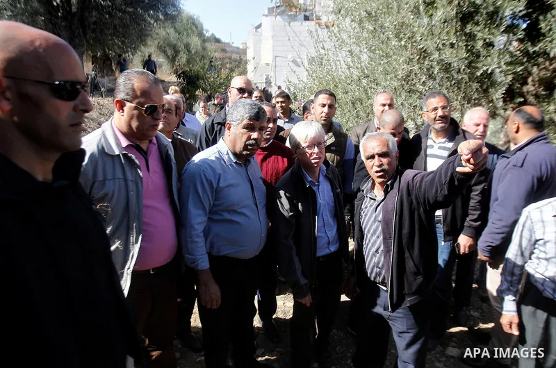 Deputy British Consul General, James Downer picks olives during harvest season in Tal Rumaida in the West Bank city of Hebron, on November 3, 2016, governmental and nongovernmental organization with participation of inte...