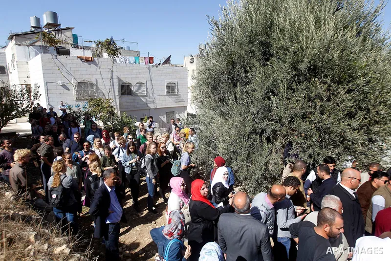 Deputy British Consul General, James Downer picks olives during harvest season in Tal Rumaida in the West Bank city of Hebron, on November 3, 2016, governmental and nongovernmental organization with participation of inte...