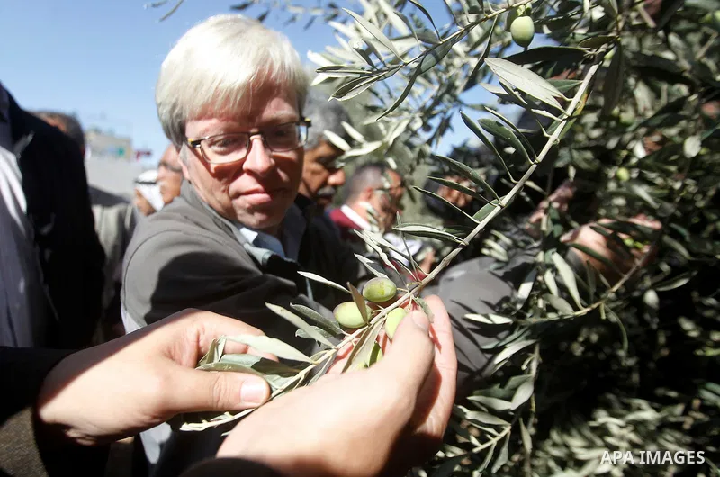 Deputy British Consul General, James Downer picks olives during harvest season in Tal Rumaida in the West Bank city of Hebron, on November 3, 2016, governmental and nongovernmental organization with participation of inte...