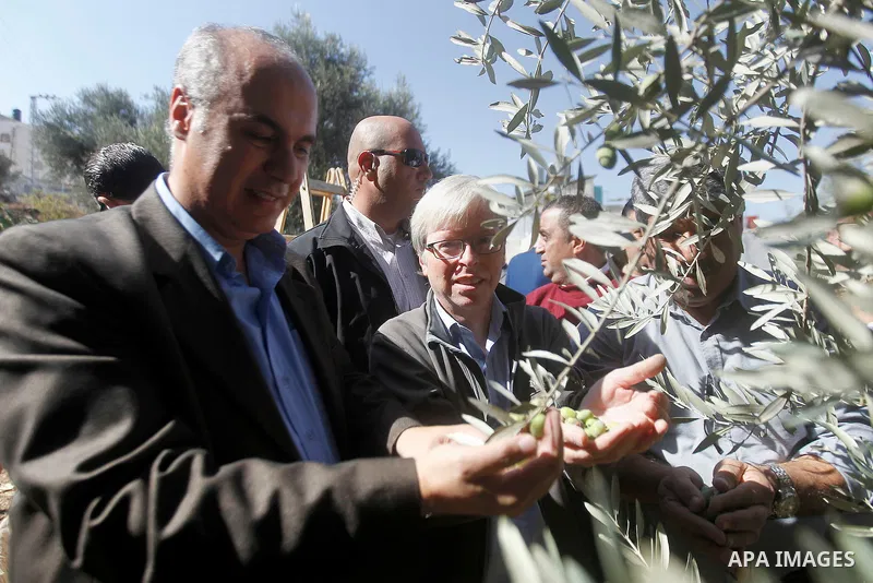 Deputy British Consul General, James Downer picks olives during harvest season in Tal Rumaida in the West Bank city of Hebron, on November 3, 2016, governmental and nongovernmental organization with participation of inte...