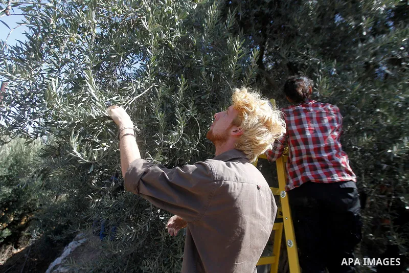 An activist picks olives during harvest season in Tal Rumaida in the West Bank city of Hebron, on November 3, 2016, governmental and nongovernmental organization with participation of international volunteers help Palest...