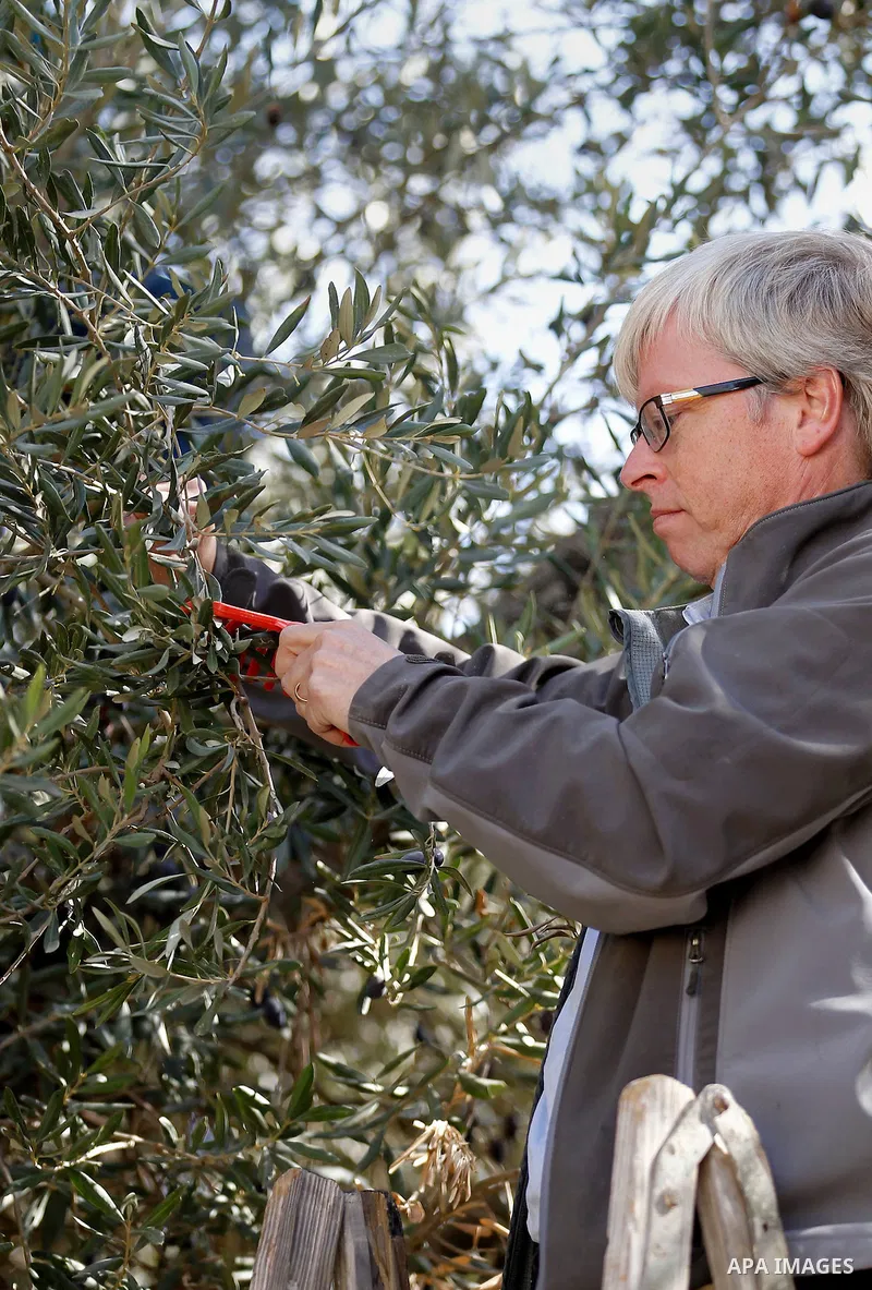Deputy British Consul General, James Downer picks olives during harvest season in Tal Rumaida in the West Bank city of Hebron, on November 3, 2016, governmental and nongovernmental organization with participation of inte...
