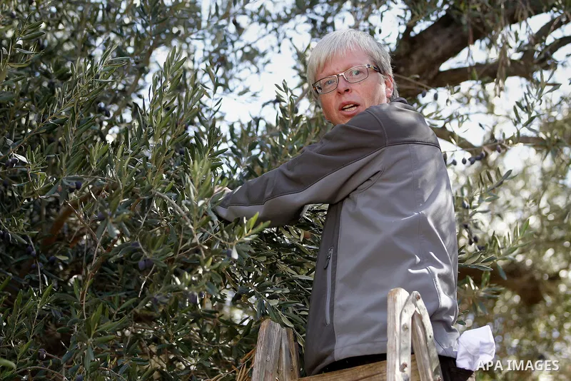 Deputy British Consul General, James Downer picks olives during harvest season in Tal Rumaida in the West Bank city of Hebron, on November 3, 2016, governmental and nongovernmental organization with participation of inte...