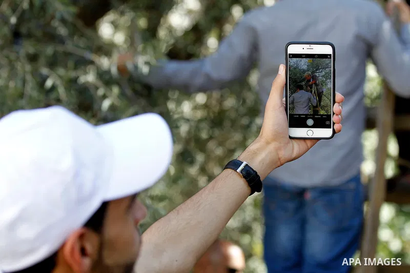 Deputy British Consul General, James Downer picks olives during harvest season in Tal Rumaida in the West Bank city of Hebron, on November 3, 2016, governmental and nongovernmental organization with participation of inte...