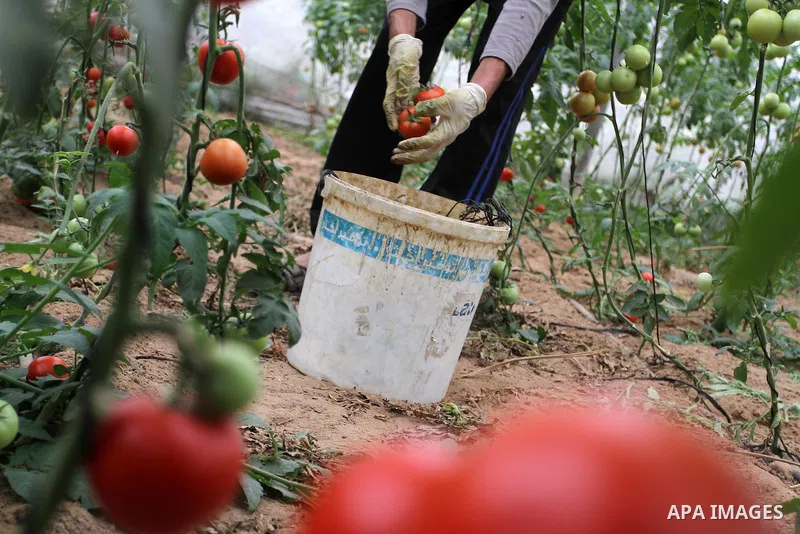 A Palestinian man picks tomatoes at a farm in Rafah in the southern Gaza Strip on the November 23, 2016. Photo by Abed Rahim Khatib
