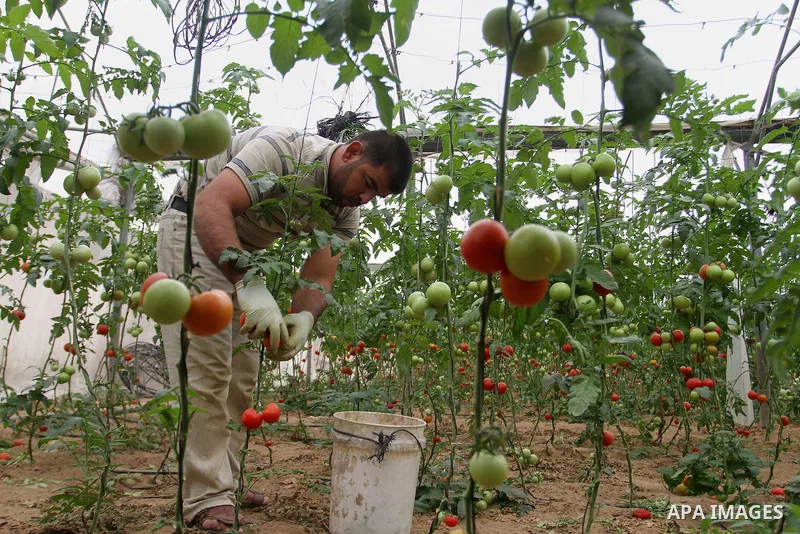 A Palestinian man picks tomatoes at a farm in Rafah in the southern Gaza Strip on the November 23, 2016. Photo by Abed Rahim Khatib