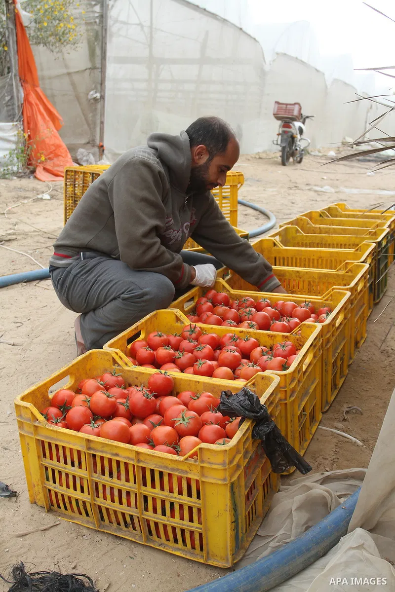 A Palestinian man picks tomatoes at a farm in Rafah in the southern Gaza Strip on the November 23, 2016. Photo by Abed Rahim Khatib