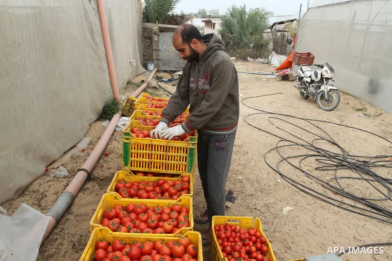A Palestinian man picks tomatoes at a farm in Rafah in the southern Gaza Strip on the November 23, 2016. Photo by Abed Rahim Khatib
