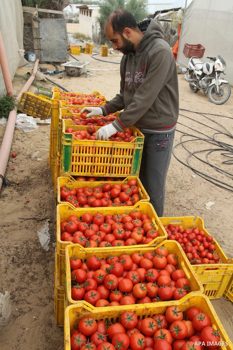 A Palestinian man picks tomatoes at a farm in Rafah in the southern Gaza Strip on the November 23, 2016. Photo by Abed Rahim Khatib