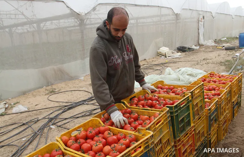 A Palestinian man picks tomatoes at a farm in Rafah in the southern Gaza Strip on the November 23, 2016. Photo by Abed Rahim Khatib