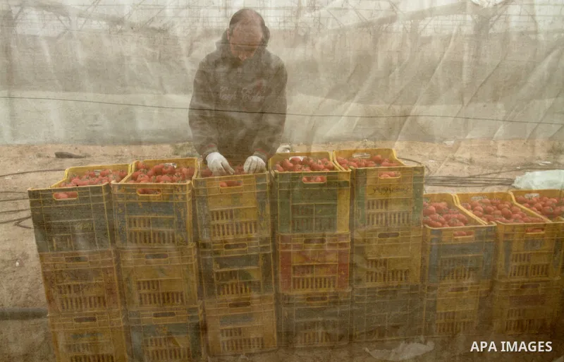 A Palestinian man picks tomatoes at a farm in Rafah in the southern Gaza Strip on the November 23, 2016. Photo by Abed Rahim Khatib
