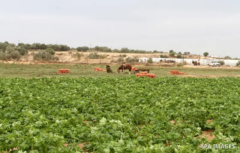 A Palestinian man picks tomatoes at a farm in Rafah in the southern Gaza Strip on the November 23, 2016. Photo by Abed Rahim Khatib