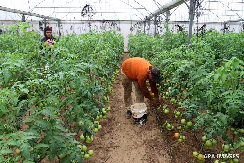 A Palestinian man picks tomatoes at a farm in Rafah in the southern Gaza Strip on the November 23, 2016. Photo by Abed Rahim Khatib