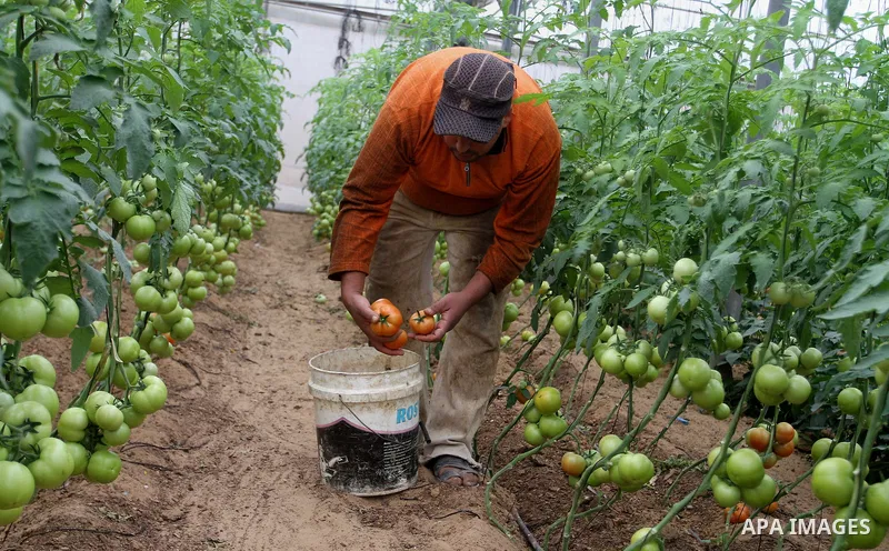 A Palestinian man picks tomatoes at a farm in Rafah in the southern Gaza Strip on the November 23, 2016. Photo by Abed Rahim Khatib