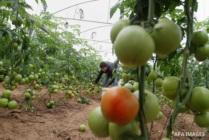 A Palestinian man picks tomatoes at a farm in Rafah in the southern Gaza Strip on the November 23, 2016. Photo by Abed Rahim Khatib