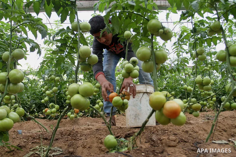 A Palestinian man picks tomatoes at a farm in Rafah in the southern Gaza Strip on the November 23, 2016. Photo by Abed Rahim Khatib