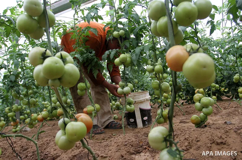 A Palestinian man picks tomatoes at a farm in Rafah in the southern Gaza Strip on the November 23, 2016. Photo by Abed Rahim Khatib