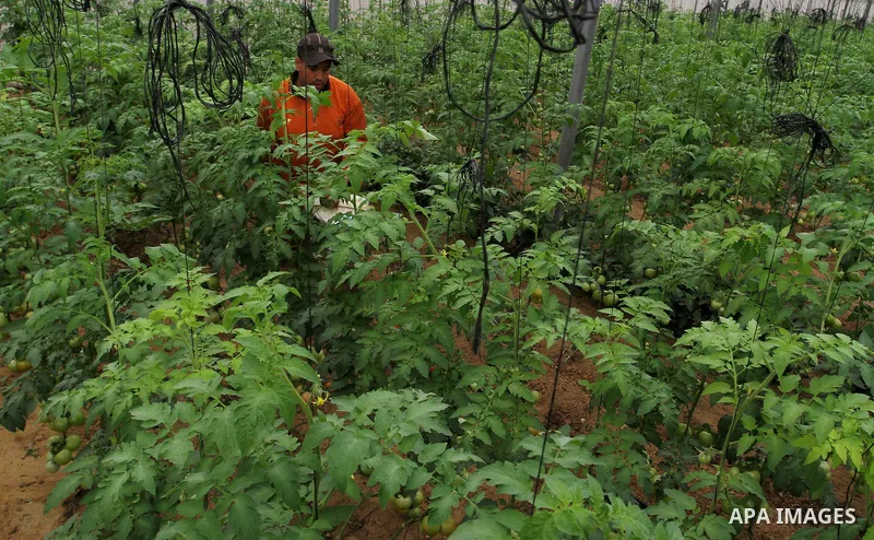 A Palestinian man picks tomatoes at a farm in Rafah in the southern Gaza Strip on the November 23, 2016. Photo by Abed Rahim Khatib