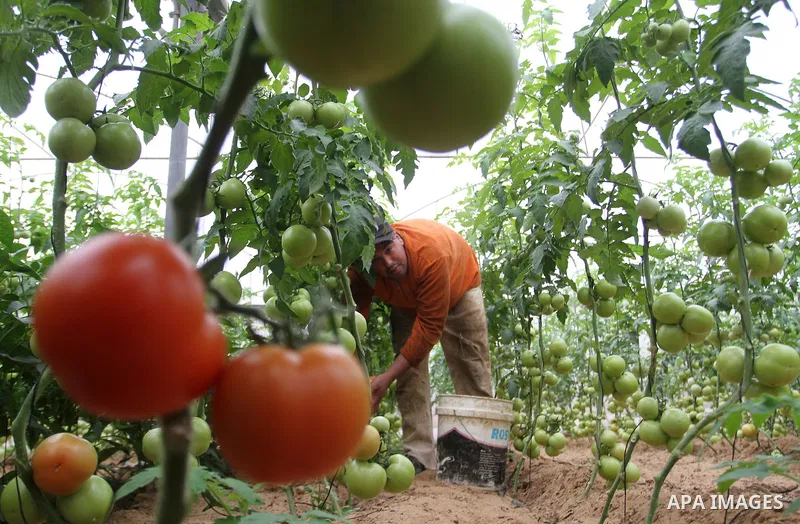 A Palestinian man picks tomatoes at a farm in Rafah in the southern Gaza Strip on the November 23, 2016. Photo by Abed Rahim Khatib