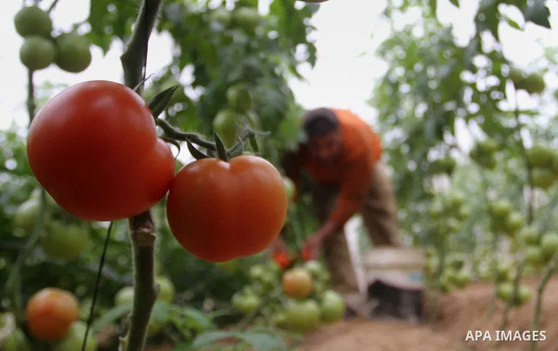 A Palestinian man picks tomatoes at a farm in Rafah in the southern Gaza Strip on the November 23, 2016. Photo by Abed Rahim Khatib