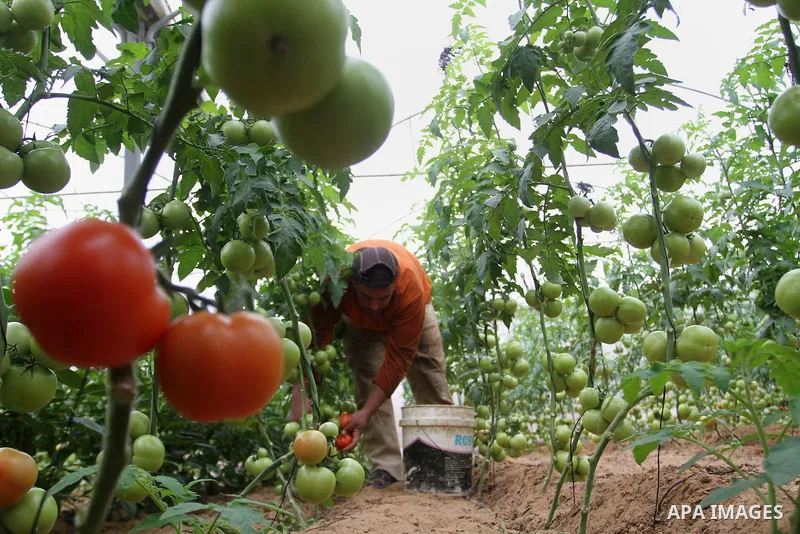 A Palestinian man picks tomatoes at a farm in Rafah in the southern Gaza Strip on the November 23, 2016. Photo by Abed Rahim Khatib