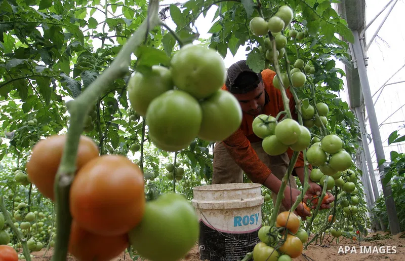 A Palestinian man picks tomatoes at a farm in Rafah in the southern Gaza Strip on the November 23, 2016. Photo by Abed Rahim Khatib