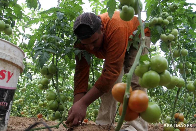A Palestinian man picks tomatoes at a farm in Rafah in the southern Gaza Strip on the November 23, 2016. Photo by Abed Rahim Khatib