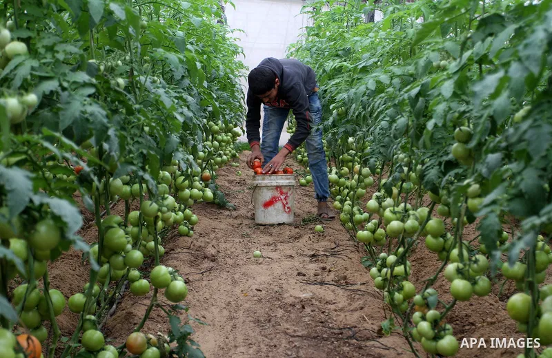 A Palestinian man picks tomatoes at a farm in Rafah in the southern Gaza Strip on the November 23, 2016. Photo by Abed Rahim Khatib