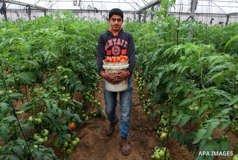 A Palestinian man picks tomatoes at a farm in Rafah in the southern Gaza Strip on the November 23, 2016. Photo by Abed Rahim Khatib