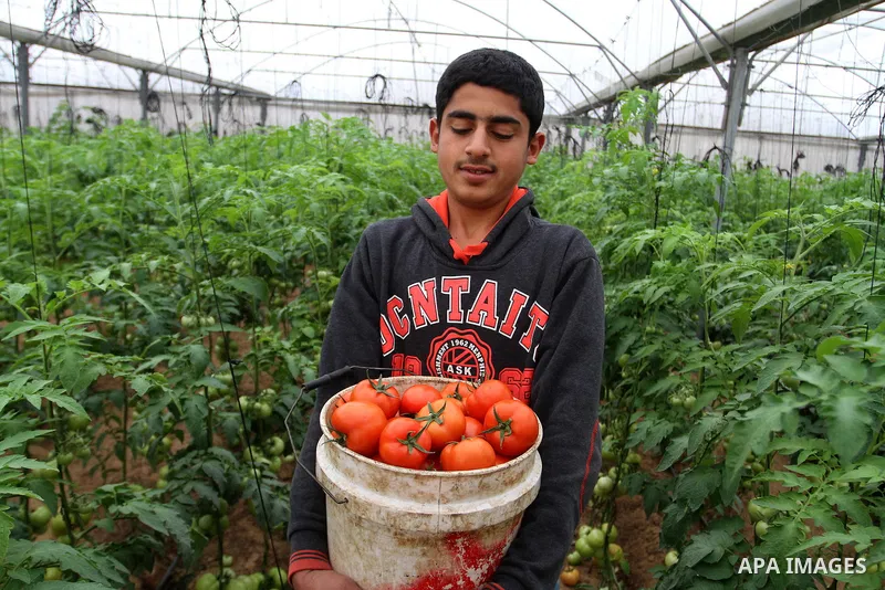 A Palestinian man picks tomatoes at a farm in Rafah in the southern Gaza Strip on the November 23, 2016. Photo by Abed Rahim Khatib