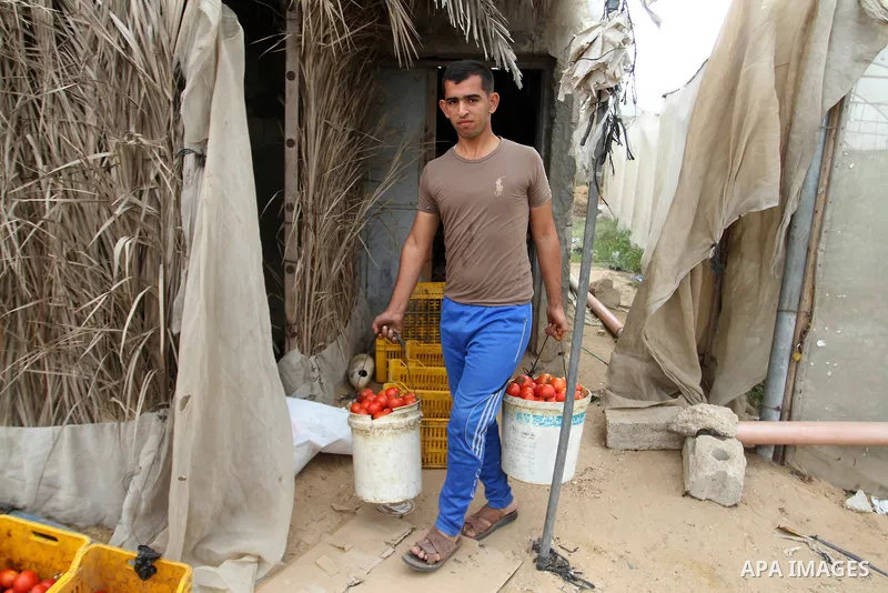A Palestinian man picks tomatoes at a farm in Rafah in the southern Gaza Strip on the November 23, 2016. Photo by Abed Rahim Khatib