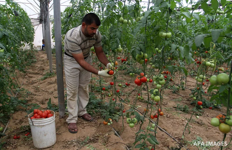 A Palestinian man picks tomatoes at a farm in Rafah in the southern Gaza Strip on the November 23, 2016. Photo by Abed Rahim Khatib