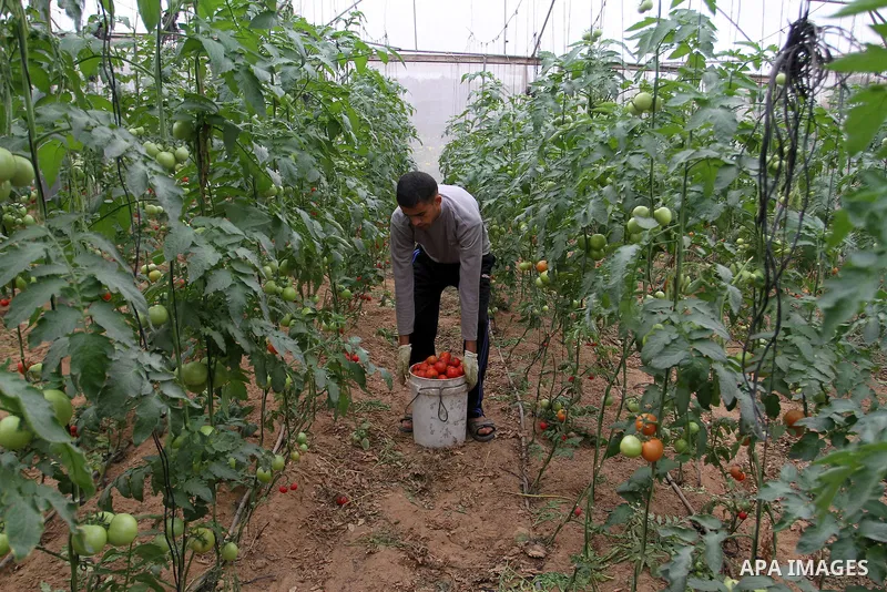 A Palestinian man picks tomatoes at a farm in Rafah in the southern Gaza Strip on the November 23, 2016. Photo by Abed Rahim Khatib