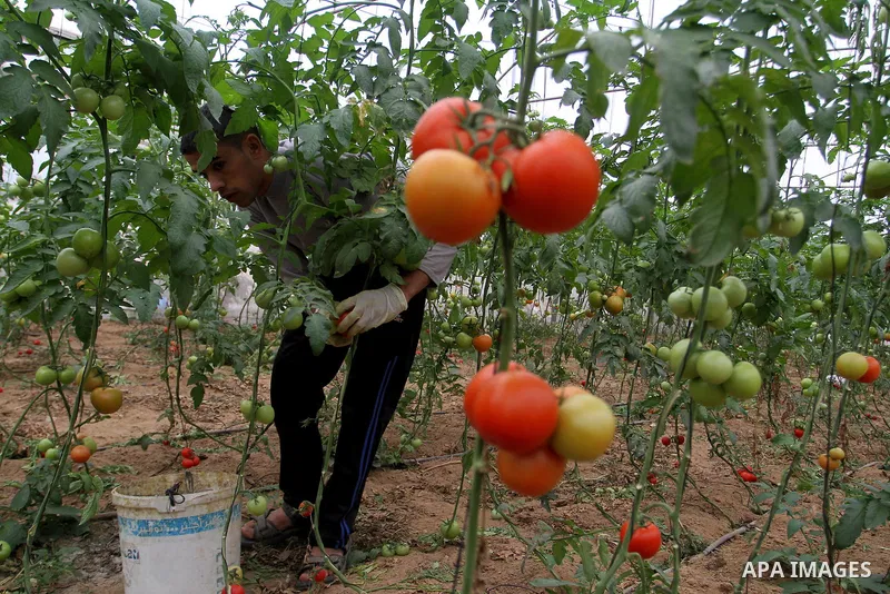 A Palestinian man picks tomatoes at a farm in Rafah in the southern Gaza Strip on the November 23, 2016. Photo by Abed Rahim Khatib