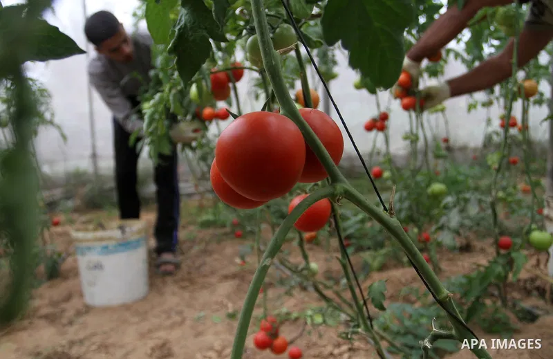A Palestinian man picks tomatoes at a farm in Rafah in the southern Gaza Strip on the November 23, 2016. Photo by Abed Rahim Khatib