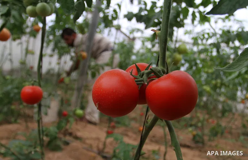 A Palestinian man picks tomatoes at a farm in Rafah in the southern Gaza Strip on the November 23, 2016. Photo by Abed Rahim Khatib